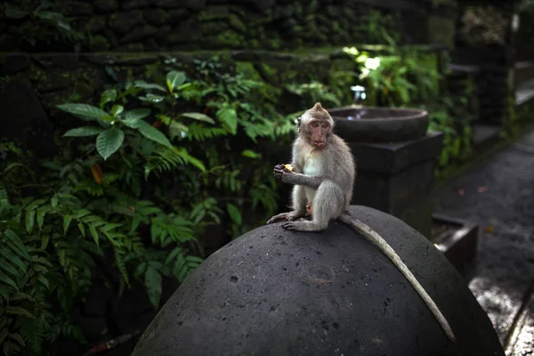 Retrato Mono Del Santuario Del Bosque Sagrado Monos Ubud Bali — Foto de Stock