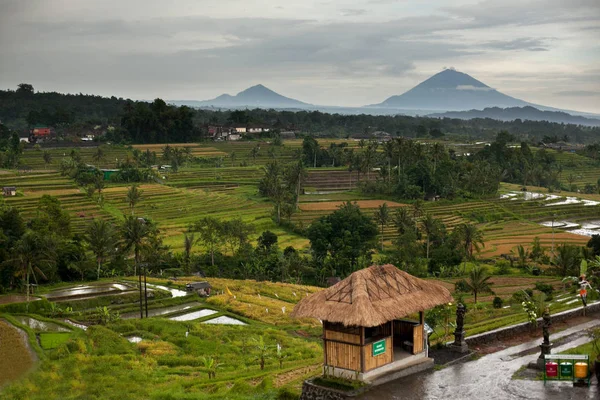 Bali Pirinç Terasları Yağmurlu Hava Dağlarında Jatiluwih Pirinç Tarlaları Gunung — Stok fotoğraf