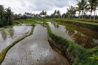 Ubud bölgesindeki yeşil pirinç tarlalarının havadan görünüşü. Bali, Endonezya. Fotoğraf: İHA