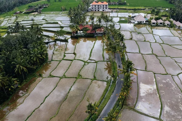 Výstřelová terasa z dronu. Obrázek překrásné rýžové oblasti na terase s vodou a palmami v Ubud, Bali, Indonésie abstraktní geometrické tvary zemědělských pozemků v zelené barvě — Stock fotografie