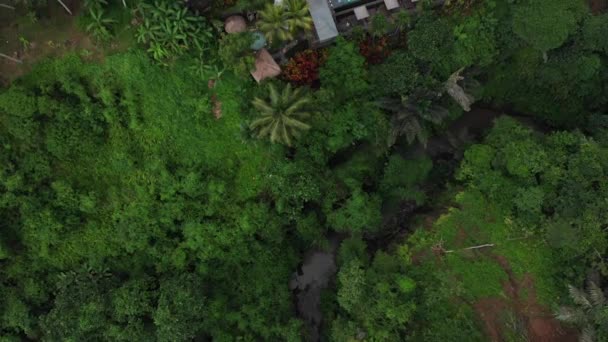 4k antenne van vliegen over een prachtig groen bos en luxe hotel met stro dak villa's en zwembad in tropische jungle, palmbomen, rijstvelden. Luxe villa, paviljoen in bos, Ubud, Bali — Stockvideo