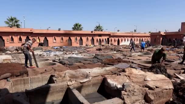 Marruecos, Marrakech - Octubre 2019: Trabajadores de curtiduría tradicional de cuero quitando el cuero de un baño en remojo. Vista sobre el proceso de trabajo de la industria del bronceado con el hombre árabe local — Vídeos de Stock