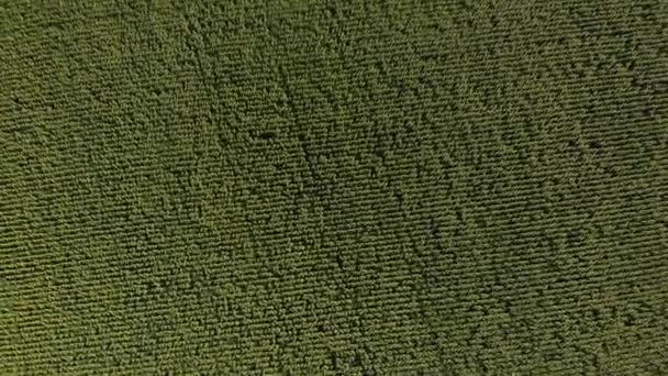 Flygfoto från ovan gul solrosfält på solig morgon. Hög vinkel syn på jordbruk grön plantage, drönare flytta och snurra ovanför landsbygden landskap struktur. — Stockvideo