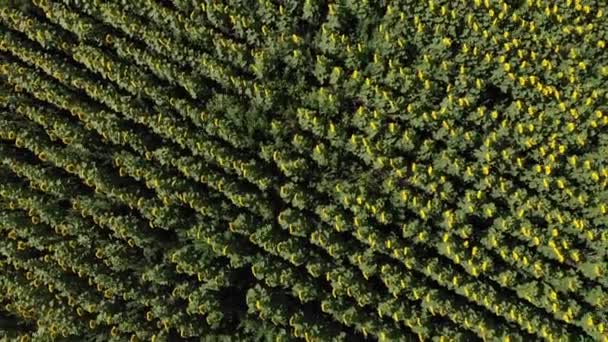 Vue de dessus des champs de tournesol jaunes au matin ensoleillé. Vue en angle élevé de la plantation verte agricole, drone se déplaçant vers le haut et filant au-dessus de la texture du paysage rural. Images 4k de haute qualité 