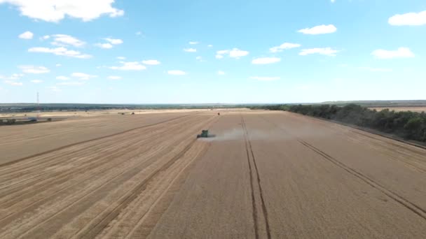 Vista aérea da colheitadeira colheitadeira verde coletar grãos de trigo no campo. Drone movendo-se diretamente máquinas agrícolas aéreas recolhendo grãos maduros nas terras agrícolas douradas — Vídeo de Stock