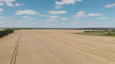 Mavi gökyüzü ve bulutları olan panoramik altın buğday tarlaları. İnsansız hava aracı hava görüşüyle tarlalara doğru ilerliyordu. Tarım sahnesinin en üst görünümü