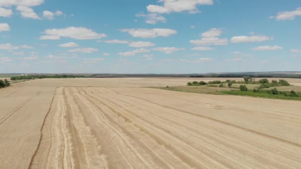 Pemandangan udara dari ladang gandum emas dengan langit biru dan awan. Drone bergerak sepanjang lahan pertanian dengan pemandangan panorama. Tampilan teratas dari adegan Pertanian — Stok Video