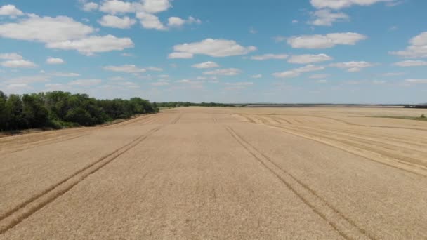 Pemandangan udara dari gandum emas di lapangan dengan langit biru dan awan. Drone terbang tepat di atas lahan pertanian dekat. Tampilan teratas dari adegan Pertanian — Stok Video