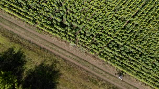 Imágenes épicas de drones aéreos de mujeres montando en bicicleta en un hermoso camino de tierra entre campos de girasol en flor. Felices vacaciones o ejercicio en el soleado día de verano. Ciclismo saludable estilo de vida — Vídeo de stock