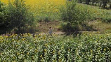 Gökyüzü insansız hava aracı görüntüleri güzel kırsal toprak yolda bisiklet süren bir kadının çiçek açan ayçiçeği tarlaları arasındaki görüntüsü. Mutlu tatiller ya da güneşli yaz günlerinde egzersiz. Sağlıklı bisiklet yaşam tarzı