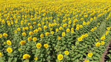 Güneşli bir sabahta sarı ayçiçeği tarlalarının kuş manzarası. Çiçek açan ayçiçeklerinin yüksek açılı görüntüsü, plantasyonun üzerinde hareket eden dron ve mavi gökyüzü görünümüne çıkıyor. 