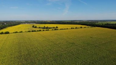 Güneşli bir sabahta mavi gökyüzü ile sarı ayçiçeği tarlalarının panoramik görüntüsü. Çiçek açmış ayçiçeklerinin yüksek açılı görüntüsü, insansız hava aracı tarlalarda ileri geri hareket ediyor.