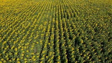 Güneşli bir sabahta sarı ayçiçeği tarlasının havadan görüntüsünü kapatın. Çiçek açan ayçiçeklerinin yüksek açılı görüntüsü, çiftliğin üzerinde yavaşça hareket eden dron.