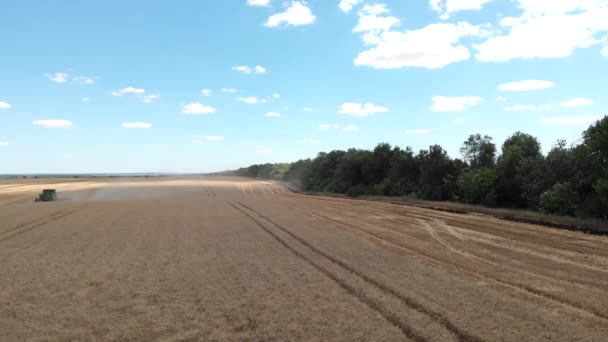 Oroszország, Rosztov régió - 2020. július: A zöld kombájn légi kilátása gabonát gyűjt a szántóföldön. A mezőgazdasági gépek mentén mozgó drón érett gabonát gyűjt aranytermőföldön — Stock videók