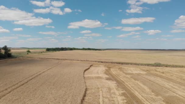 Vue panoramique des champs de blé doré chanfreinés avec ciel bleu et nuages. Drone se déplaçant vers l'avant et vers les terres agricoles avec vue aérienne. Vue du dessus de la scène agricole — Video