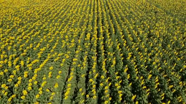 Vista aérea del campo de girasol amarillo en la mañana soleada. Vista de ángulo alto de los girasoles en flor, dron moviéndose por encima de la plantación de cerca — Vídeo de stock