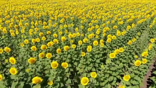 Vogelperspektive auf gelbe Sonnenblumenfelder am sonnigen Morgen. Blick von oben auf Sonnenblumen in Blüte, Drohne bewegt sich über Plantage und geht hinauf zum blauen Himmel. — Stockvideo