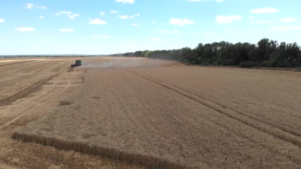 Russia, Rostov region - July 2020: Panoramic view of chamfered golden wheat fields with blue sky and clouds. Combine harvester. Drone moving forward and open epic aerial view of Agriculture scene 4k — Stock Video