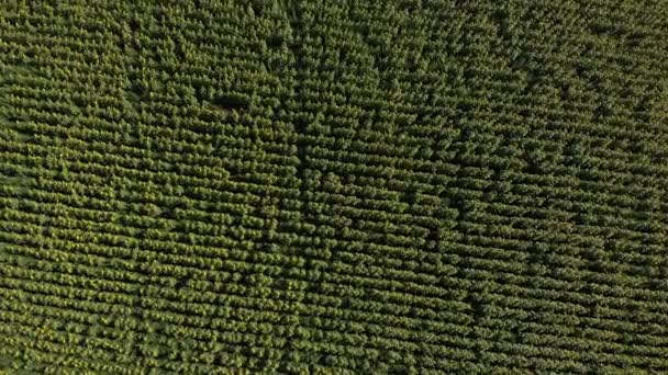 Letecký pohled ze žlutého slunečnicového pole za slunečného rána. Vysoký úhel pohledu na zelenou plantáž, pohybující se dron a rotující nad texturou venkovské krajiny. — Stock video