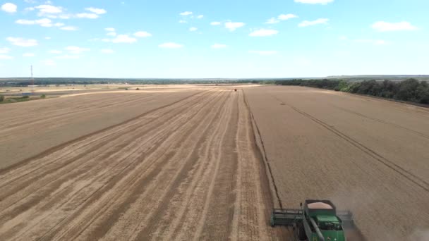 Rusko, Rostovsko - červenec 2020: Letecký pohled na velký zelený kombajn sbírá na poli pšeničná zrna. Dron pohybující se nad zemědělskými stroji sbírající zralá zrna na zlaté zemědělské půdě — Stock video