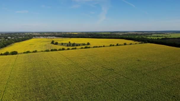 Vue panoramique sur les champs de tournesol jaunes à la matinée ensoleillée avec ciel bleu. Vue à angle élevé d'en haut de tournesols en fleurs, drone se déplaçant vers l'avant et vers le bas sur la plantation — Video