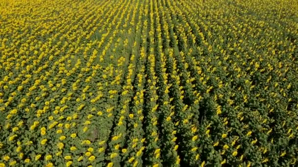 Vista aérea cercana del campo de girasol amarillo en la mañana soleada. Vista de ángulo alto de los girasoles en flor, dron moviéndose lentamente por encima de la plantación — Vídeos de Stock