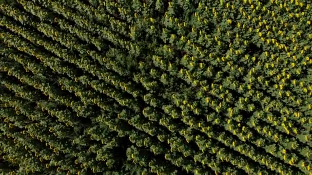 Vista aérea de cima campo de girassol amarelo na manhã ensolarada fechar. Drone subindo e girando acima da textura da paisagem rural. Vista de ângulo alto da plantação verde agrícola, 4k — Vídeo de Stock