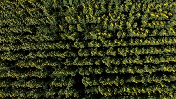 Top view από πάνω κίτρινο ηλιόσπορο στο ηλιόλουστο πρωί. Drone ανεβοκατεβαίνει και περιστρέφεται πάνω από την υφή του αγροτικού τοπίου από κοντά έως την άποψη υψηλής γωνίας της αγροτικής πράσινης φυτείας, 4k — Αρχείο Βίντεο