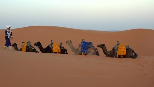 Maroc, désert de Merzouga - Octobre 2019 : caravane de chameaux dans le désert du Sahara reposent sur le sable au crépuscule après le coucher du soleil. L'homme en vêtements berbères traditionnels s'éloigne de la caravane. Propriétaires de chameaux dans le convoi désert — Video