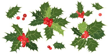Noel kutsallığı. Filizler, yeşil yapraklar, beyaz arka planda izole edilmiş kırmızı çoban üzümleri. Xmas sembolü. Vektör çizimi. Yaprak, böğürtlen - dekorasyon ve tasarım için element