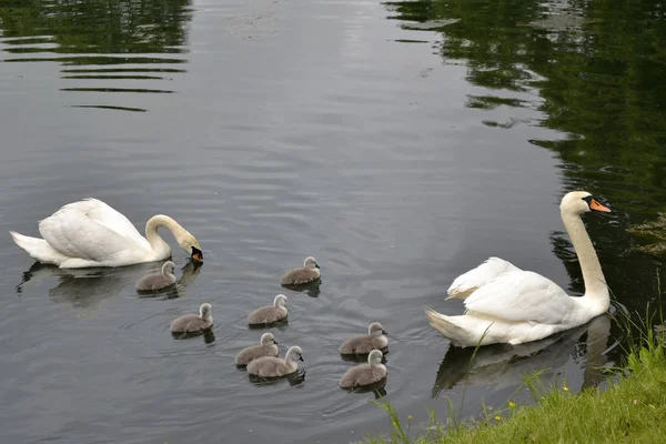 Une Paire Cygnes Blancs Avec Des Poussins Sur Étang — Photo