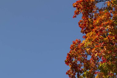 gökyüzüne karşı Sonbaharda akçaağaç yaprakları