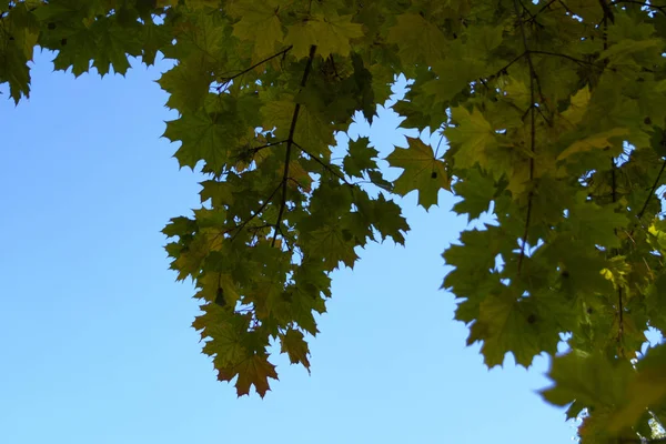 gökyüzüne karşı Sonbaharda akçaağaç yaprakları