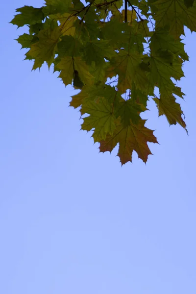 Autumn Maple Leaves Sky — Stock Photo, Image