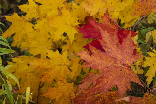 Renkli yapraklı akçaağaç ağaçları. Sonbahar günü. Rahatlatıcı bir atmosfer. Manzara, akçaağaç, çok renkli boya.