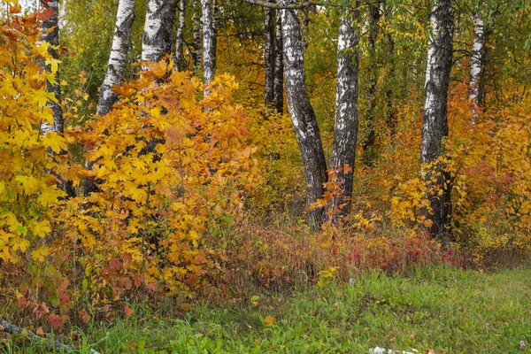 Renkli yapraklı akçaağaç ağaçları. Sonbahar günü. Rahatlatıcı bir atmosfer. Manzara, akçaağaç, çok renkli boya.