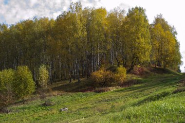 Ekim 'de sonbahar ormanında huş ağacı