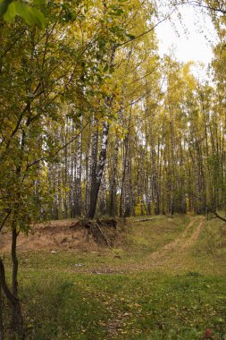 Ekim 'de sonbahar ormanında huş ağacı