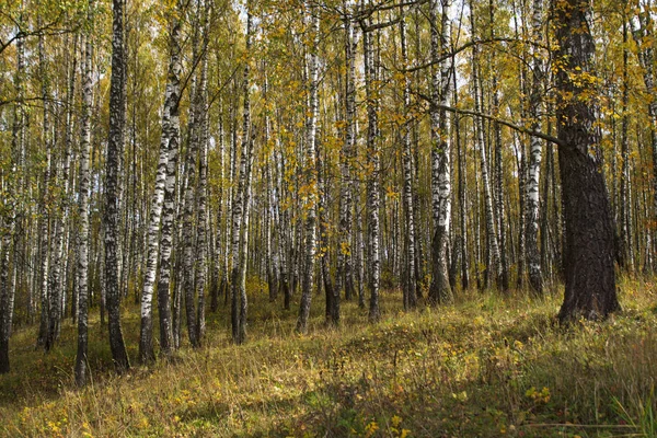 Betulla Nella Foresta Autunno Ottobre — Foto Stock