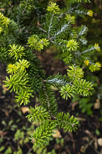 Noel ağacı yakın, dekorasyon, tatil