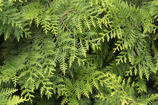 Noel ağacı yakın, dekorasyon, tatil