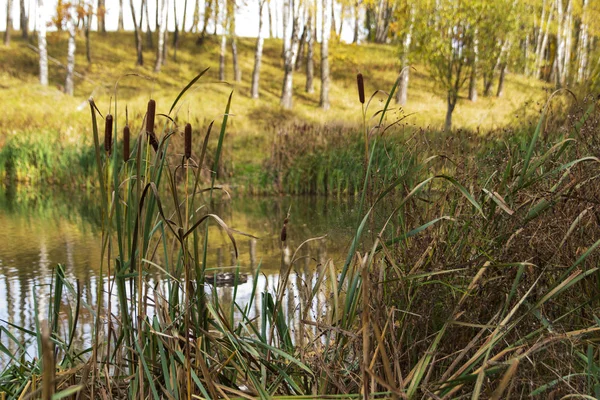 Sakin bir gölette sazlıklar ve güneşli bir gün, sonbahar