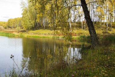 Göletin kenarındaki huş ağacı. Sonbahar, Ekim. Sıcak renkler. Sakin.
