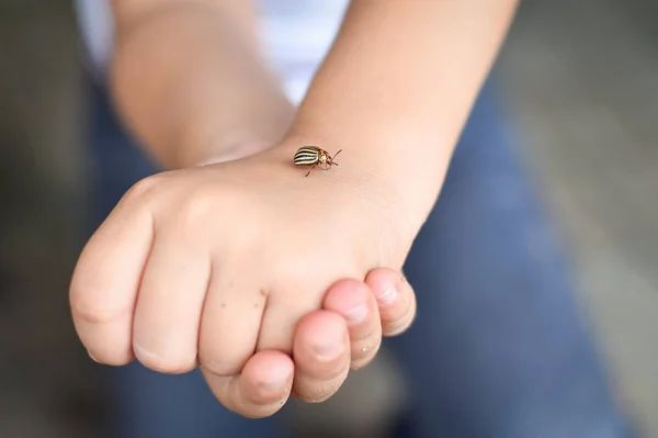 Las Manos Los Niños Sosteniendo Escarabajo Patata Colorado — Foto de Stock