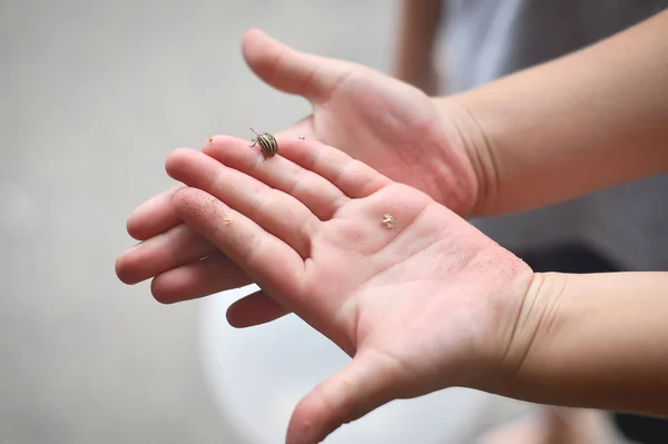 Mani Bambini Che Tengono Uno Scarabeo Patata Colorado — Foto Stock