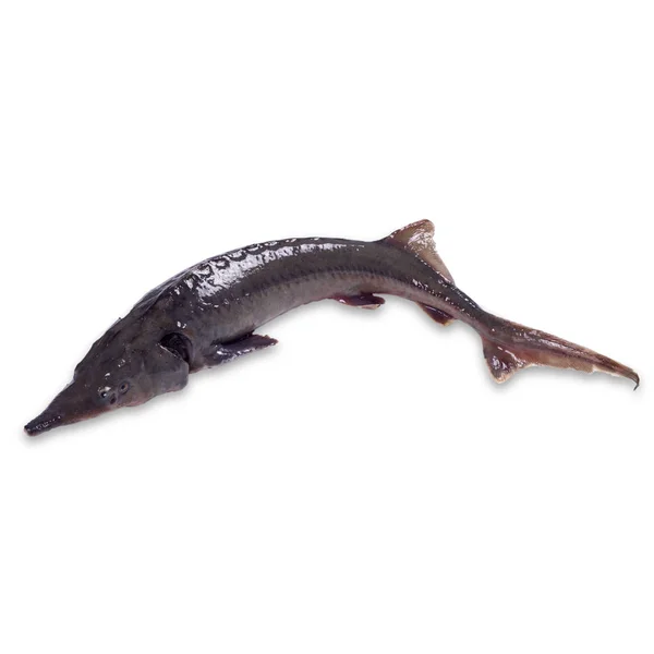 Čerstvé jeseterovitých ryb izolované na bílém. — Stock fotografie