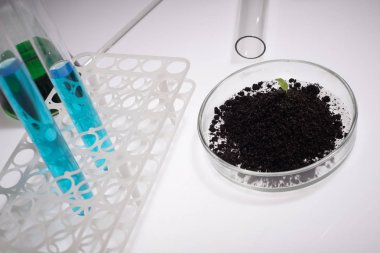 Bilim, biyoloji, ekoloji, araştırma ve insan kavramı - bitki ile petri çanak tutan bilim adamı el kadar yakın ve örnek bio laboratuvar toprak