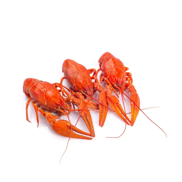 Crayfish vermelho cozido fresco no fundo branco . — Fotografia de Stock