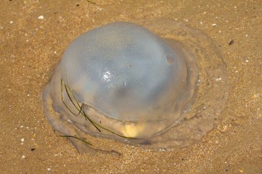 Sahilde Deniz anası