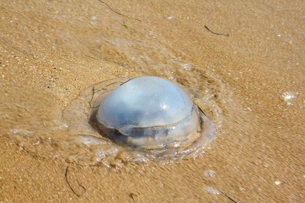 Medusas Playa Tiene Filamentos Vermiculares Con Células Punzantes Venenosas Que — Foto de Stock